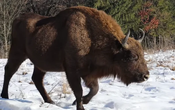 У полі на Бродівщині помітили одне з найбільших стад червонокнижних зубрів (ВІДЕО)