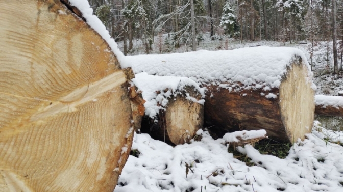Майже 10 млн грн збитків: на Львівщині судитимуть ексдиректора лісгоспу