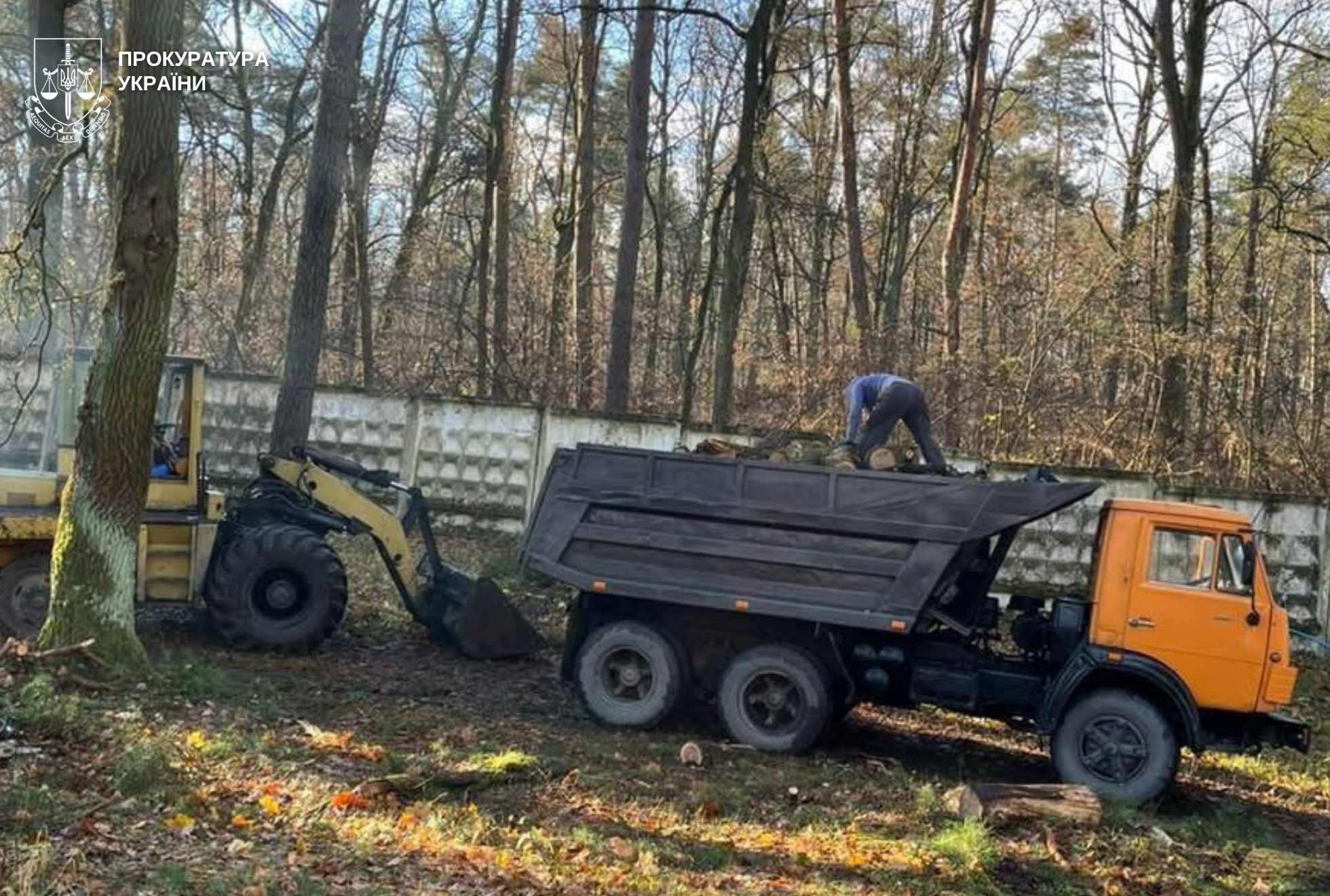 Незаконна рубка на держпідприємстві: директорка філії «Львіввугілля» йде під суд