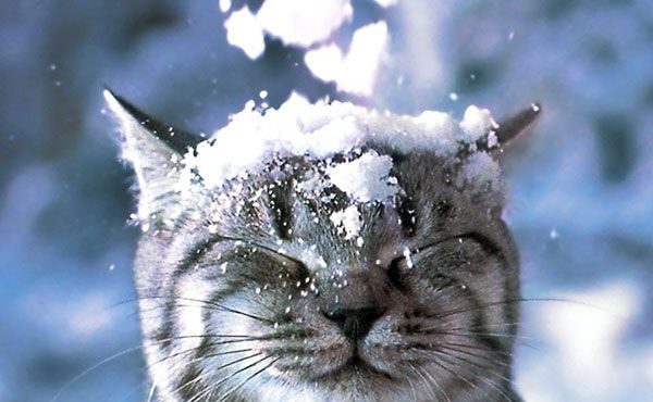 До 7° морозу та хуртовини: прогноз погоди на 6 січня у Львівській області