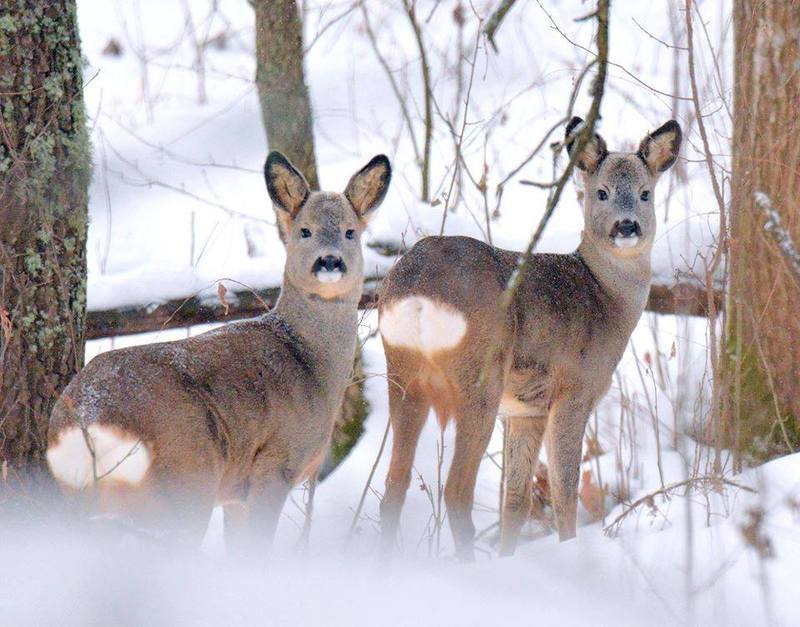 Краса і небезпека: що зафіксували камери у прикордонних лісах Львівщини (ВІДЕО)