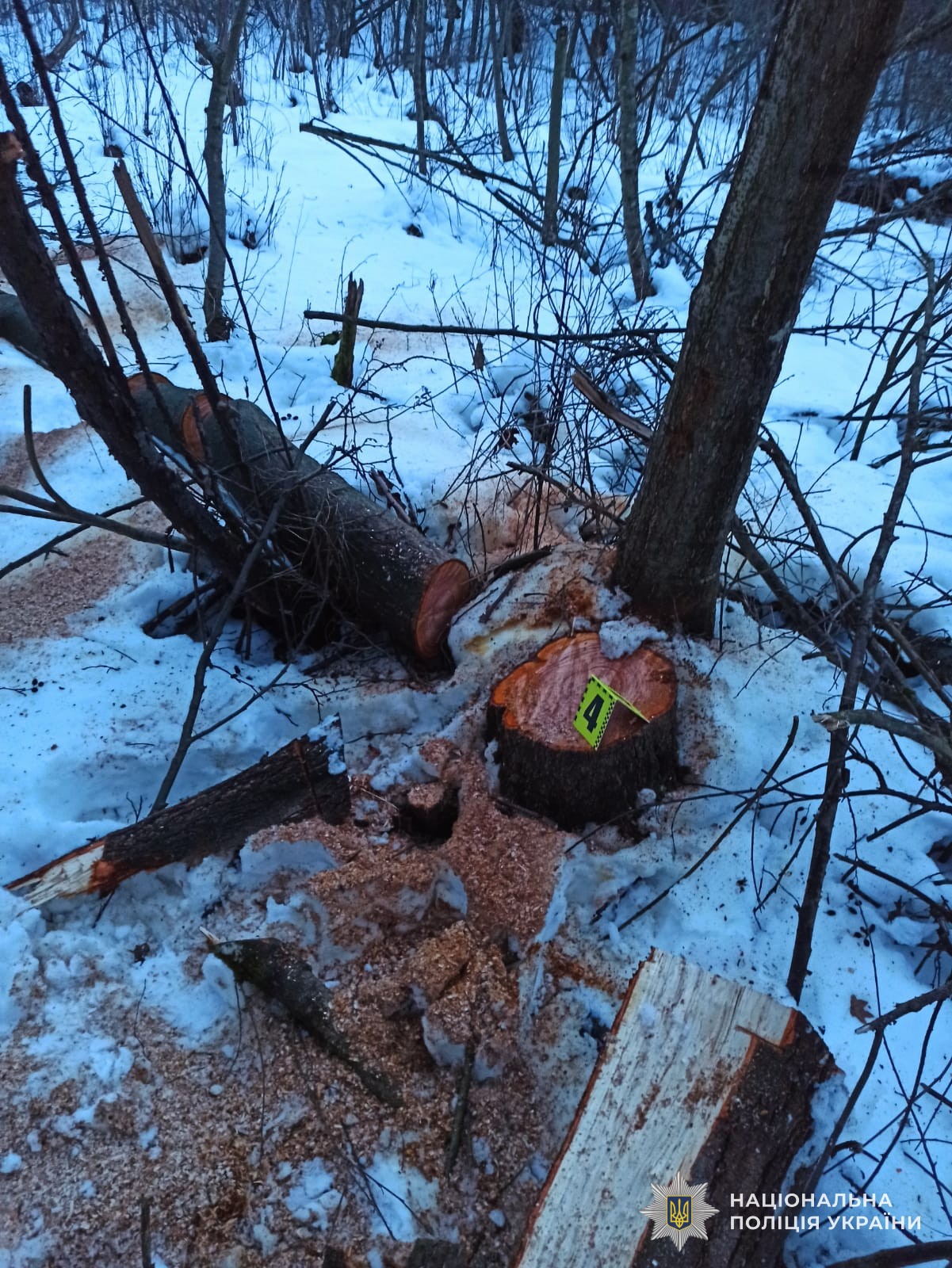 На Львівщині викрили підозрюваних у незаконній вирубці дерев у заказнику