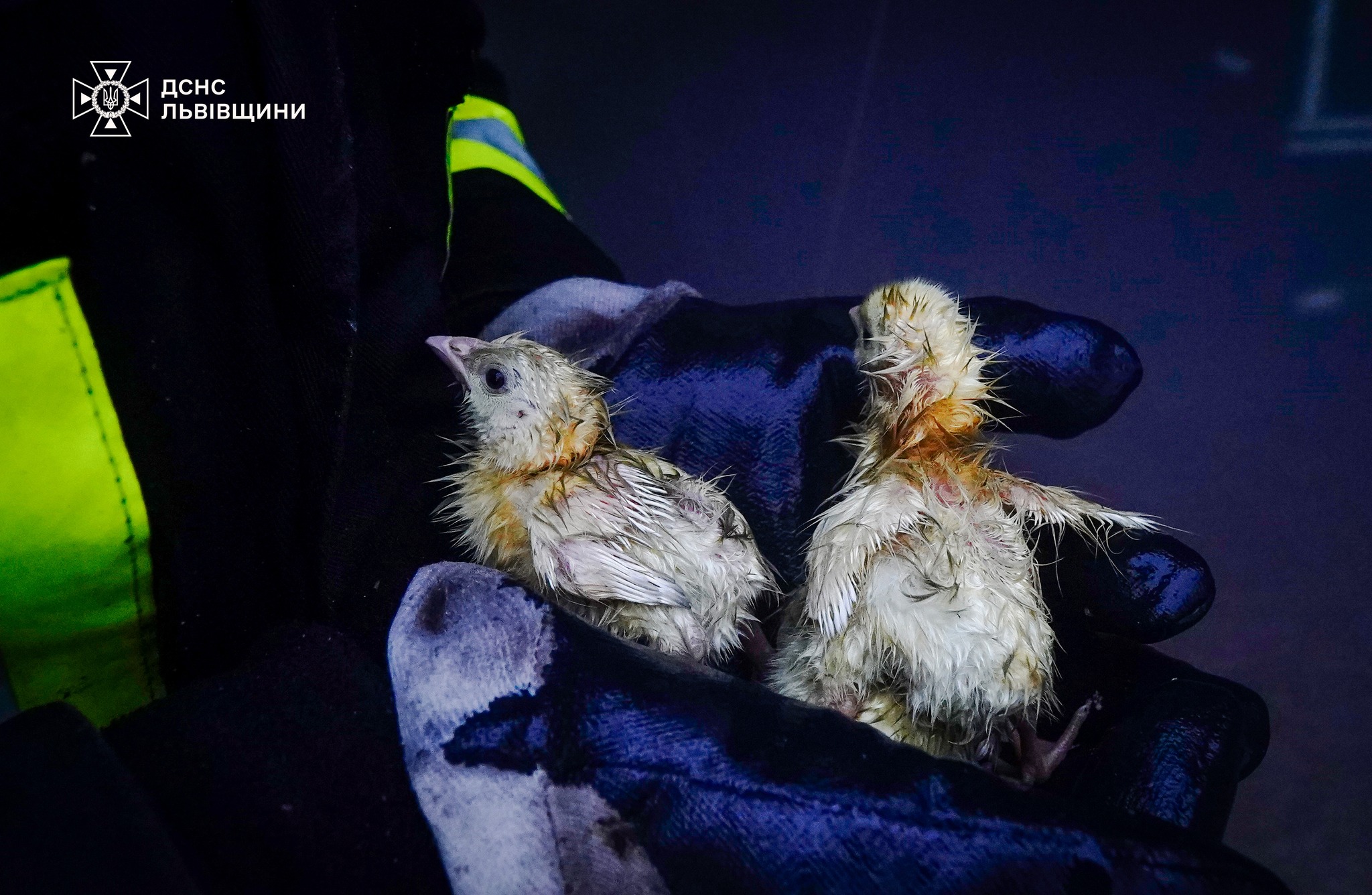 Понад 23 тисячі курчат врятували під час пожежі на Золочівщині