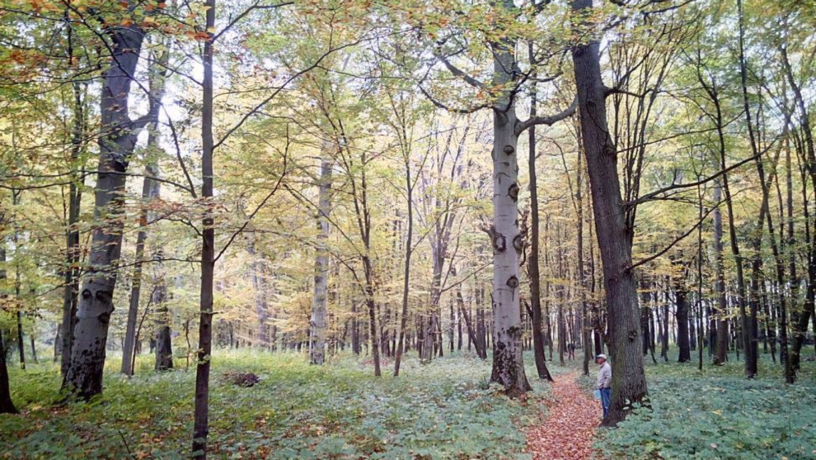 На Львівщині створили нові природоохоронні зони