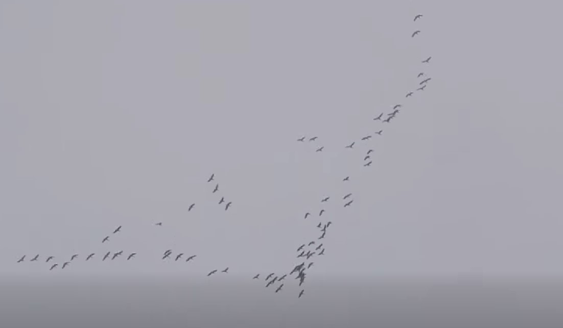 Ключ диких гусей відлетів зі Сколівських Бескидів: екологи пояснили причину