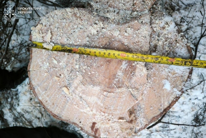 Понад 100 тисяч гривень збитків: на Самбірщині судитимуть лісоруба