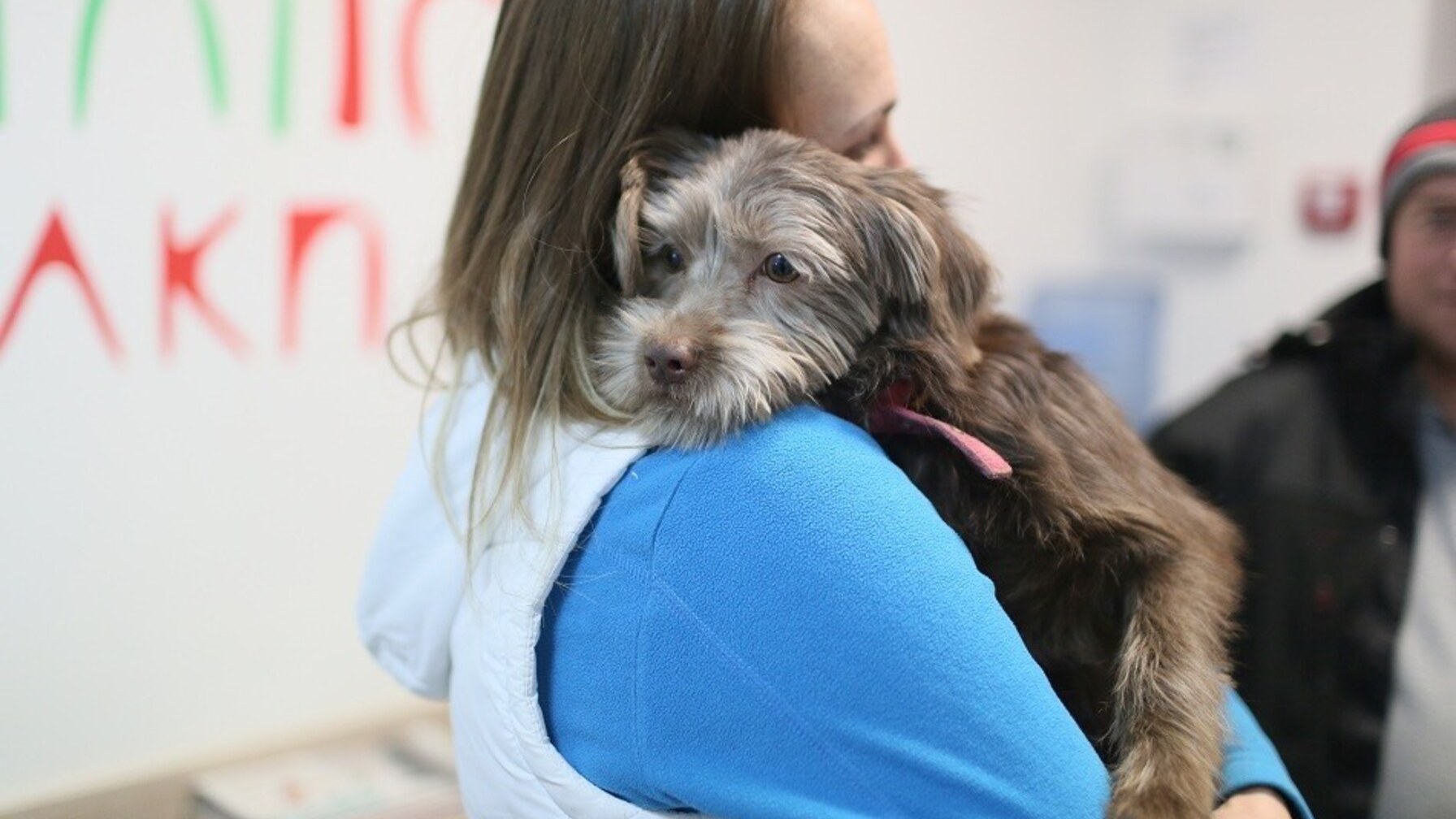 ЛКП «Лев» шукає собак-донорів: одна донація рятує одразу кілька життів