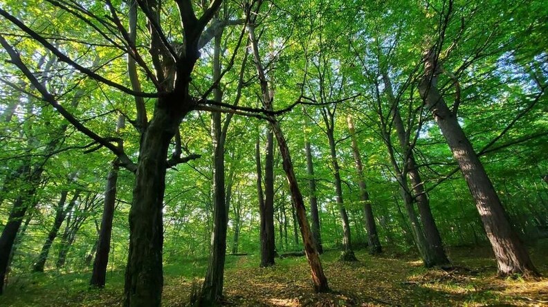 У Львівській громаді буде два нових заповідники
