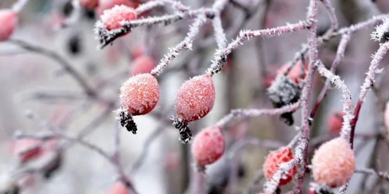 Бабак Тимко побачив тінь: потепління на Львівщині буде коротким, далі — знову морози