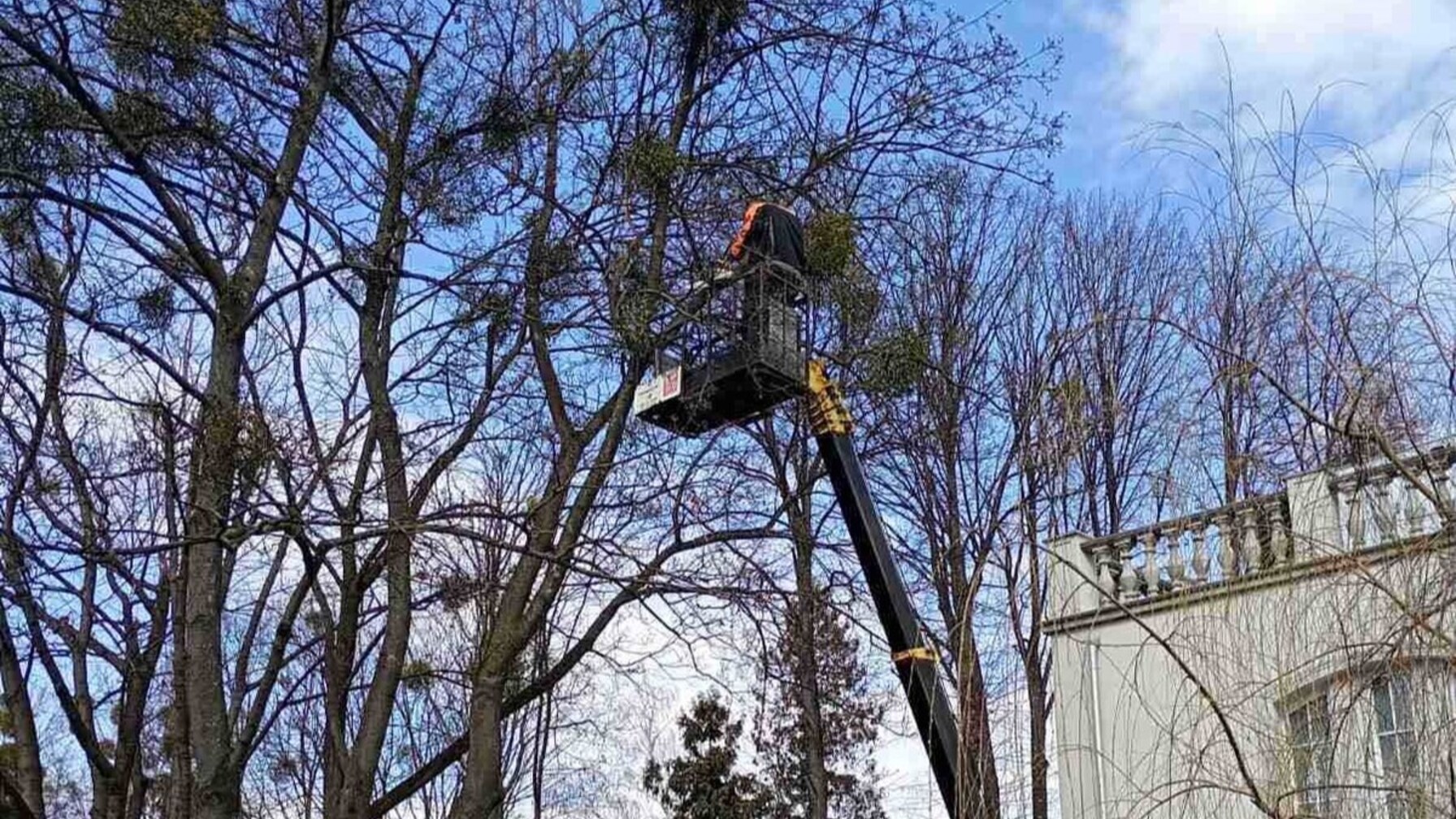 На одній з вулиць Львова обмежать рух через обрізку дерев