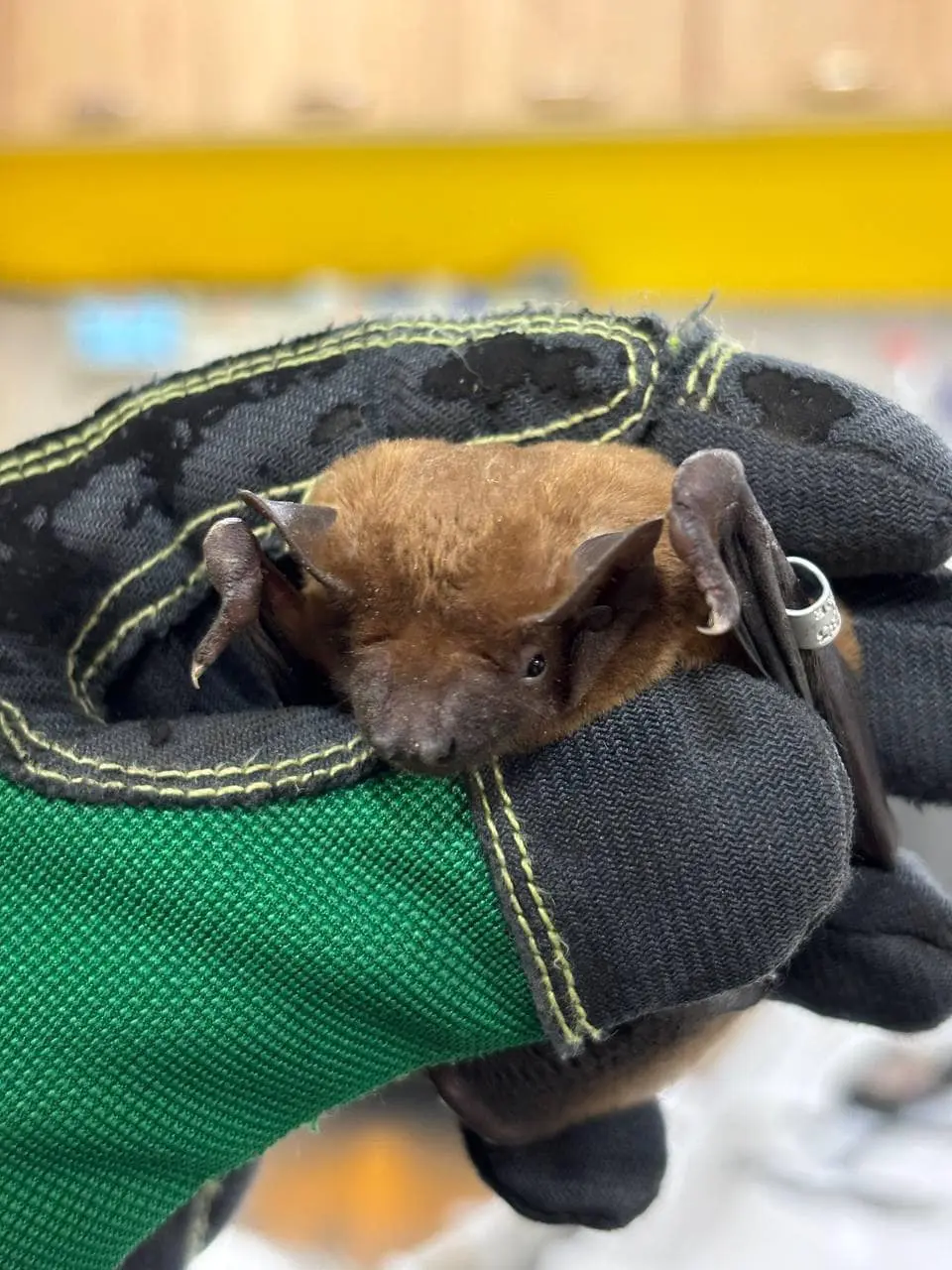 Львів’ян запрошують разом випустити врятованих кажанів на волю