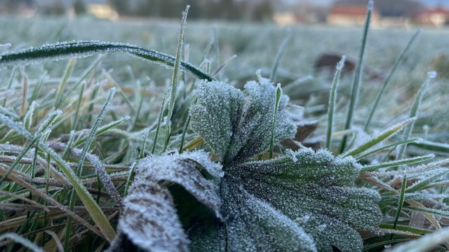 Нічні заморозки і +16 вдень: якою буде погода на Львівщині