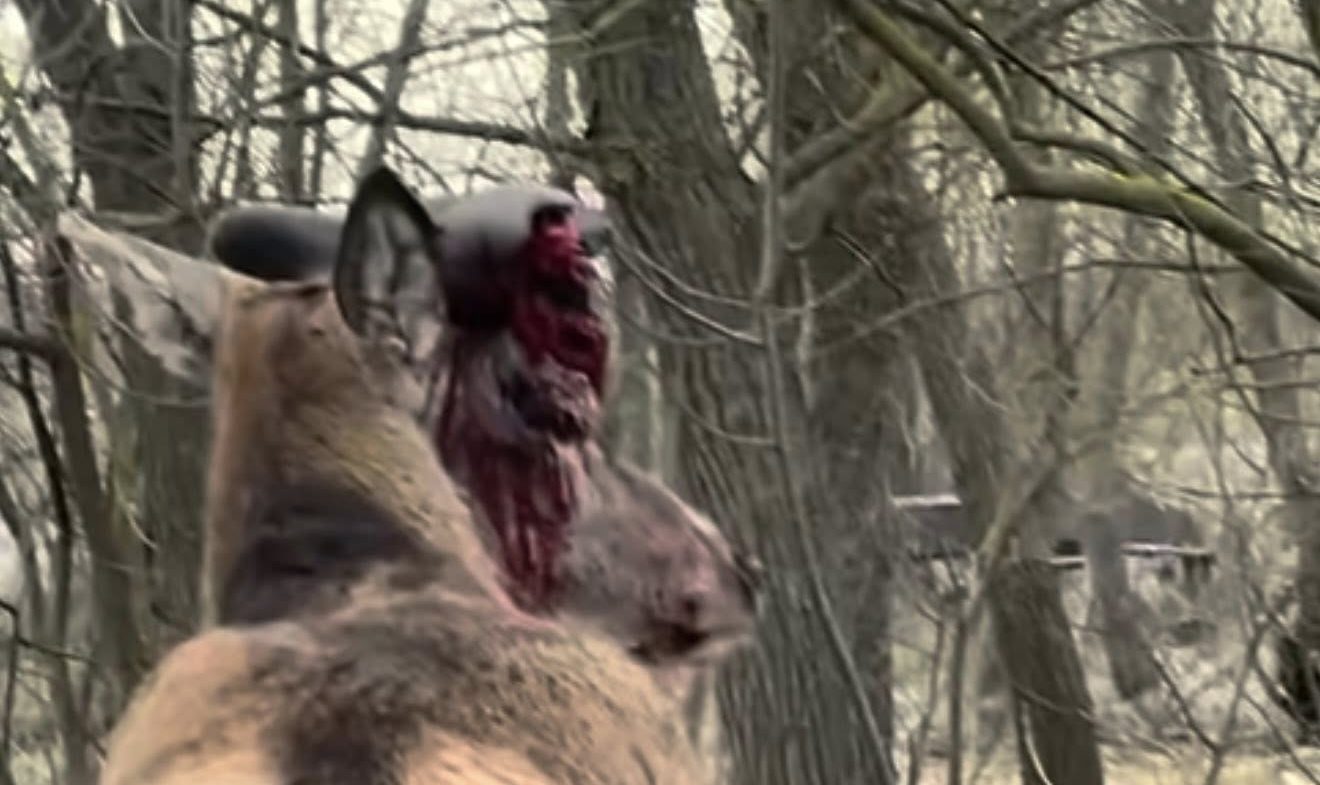 Тварина – зірка соцмереж: працівники львівського притулку вирушили на порятунок оленя, якого збила машина (ОНОВЛЕНО)