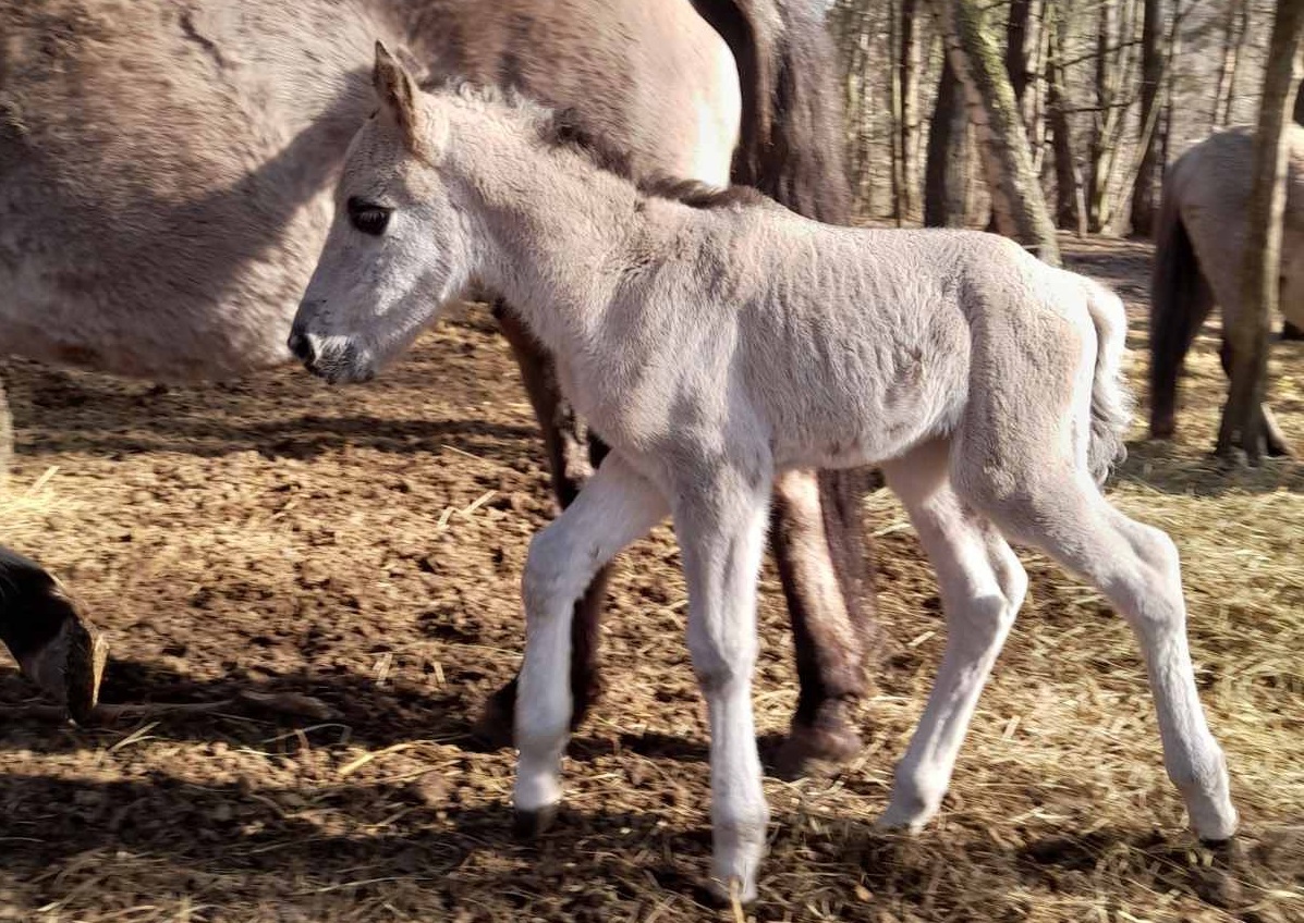 У Яворівському нацпарку народилося лоша нащадків диких тарпанів