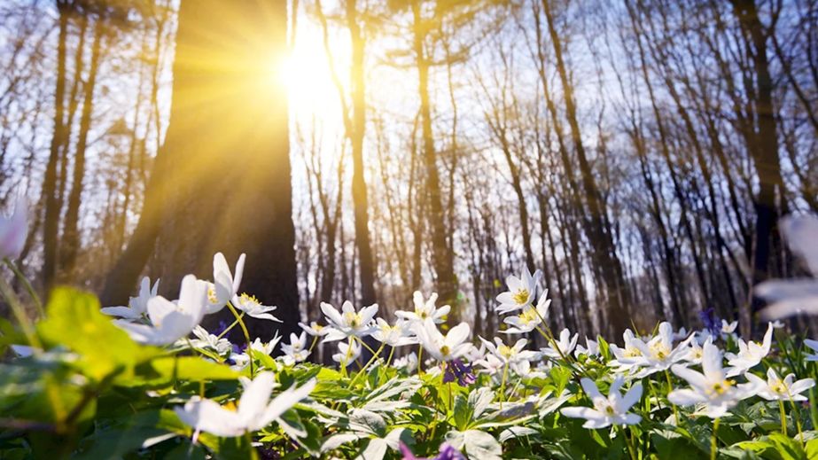 Тепло та без опадів: прогноз погоди у Львівській області на 16 березня