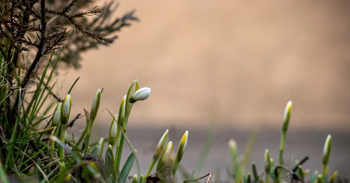 Тепло і без дощу: синоптики розповіли, якою буде погода на Львівщині 24 березня