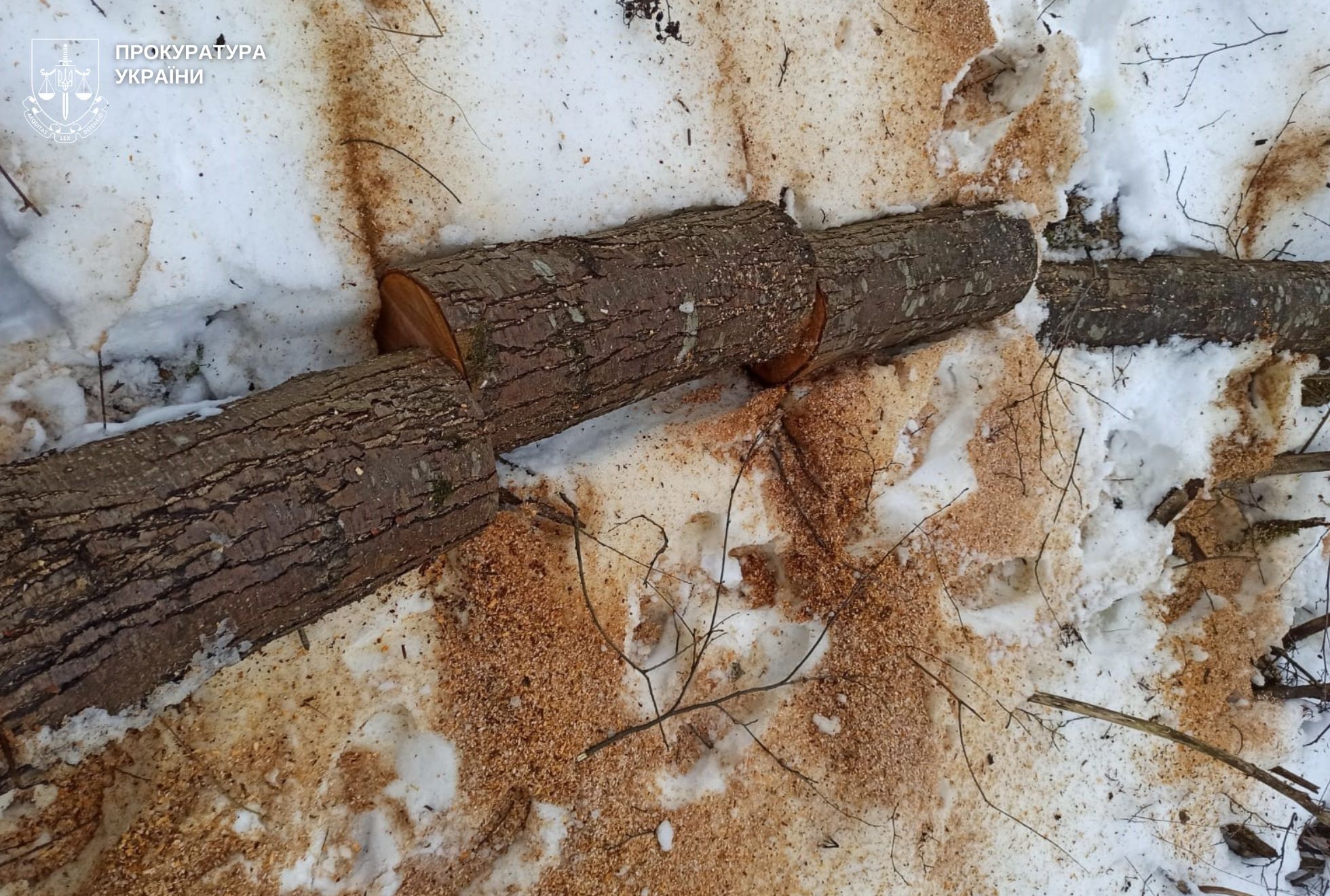 «Напиляли» на мільйон: двох мешканців Стрийщини судитимуть за вирубку дерев в заказнику