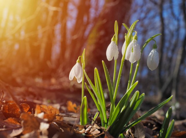 До 11° тепла прогнозують синоптики 5 березня на Львівщині