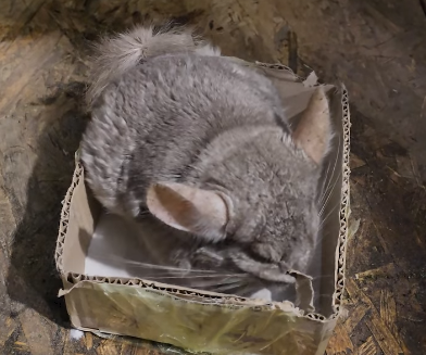 Прикордонники зі Львівщини врятували шиншилу, залишену біля лінії фронту (ВІДЕО)