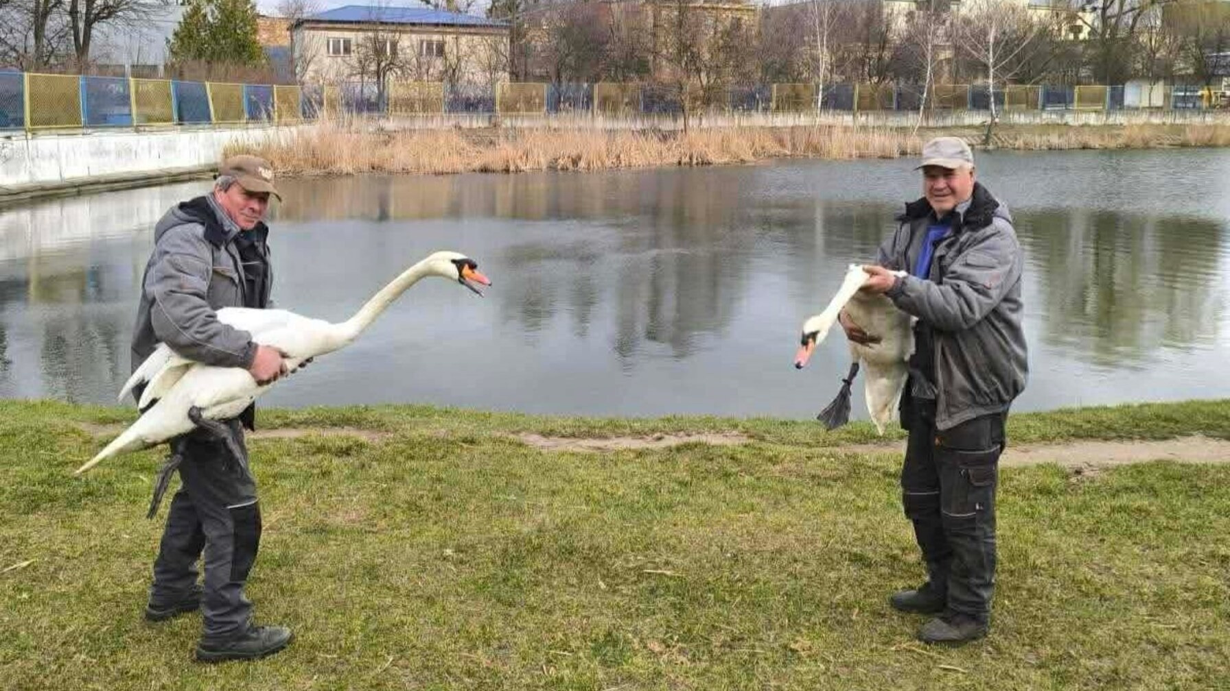 На Левандівське озеро повернулася пара лебедів (ФОТО)