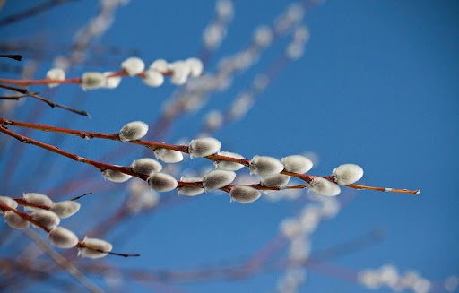 Вербна неділя на Львівщині буде теплою: синоптики озвучили прогноз погоди на тиждень