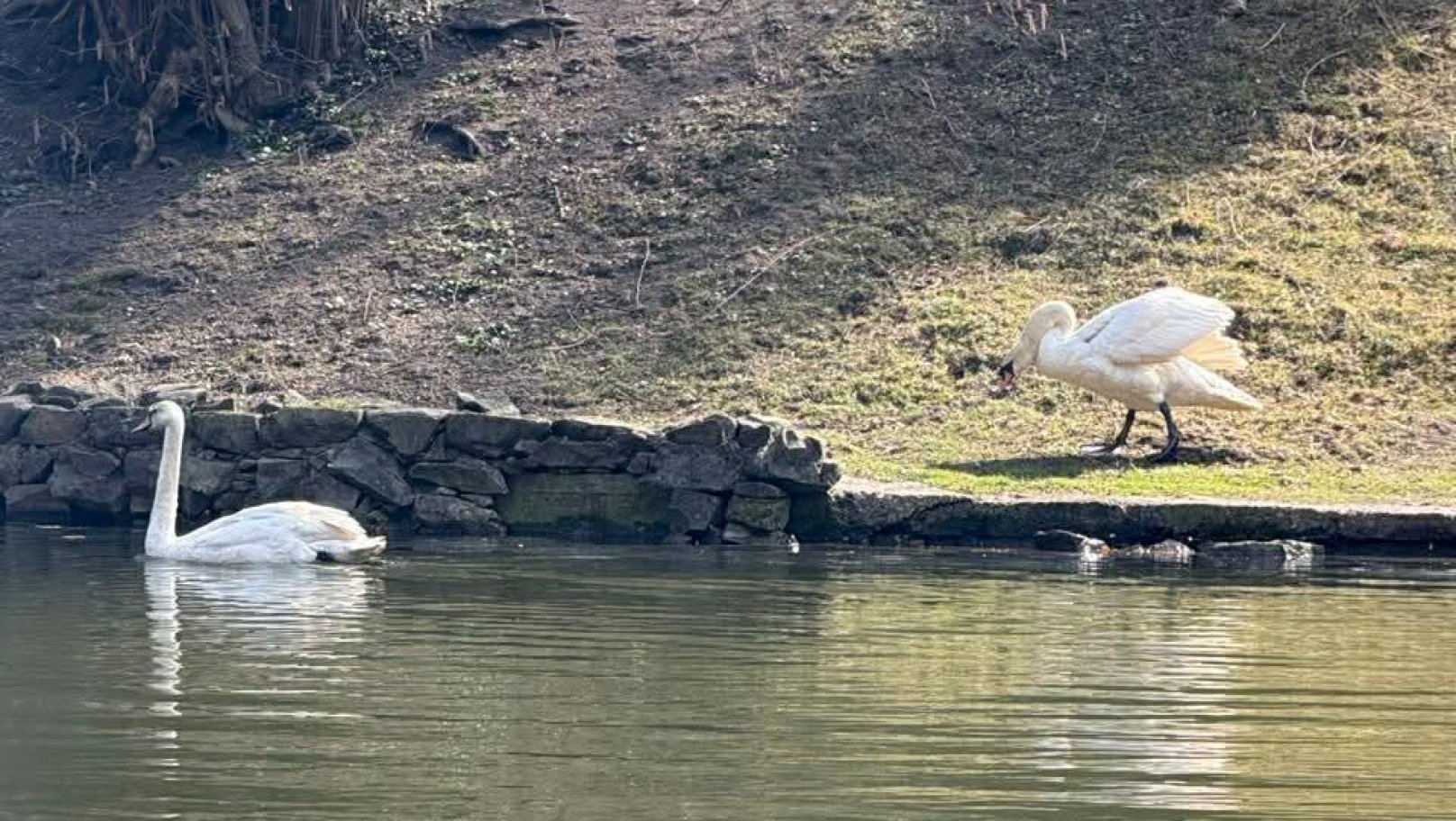 У Стрийський парк повернули лебедів: цього року — із запізненням