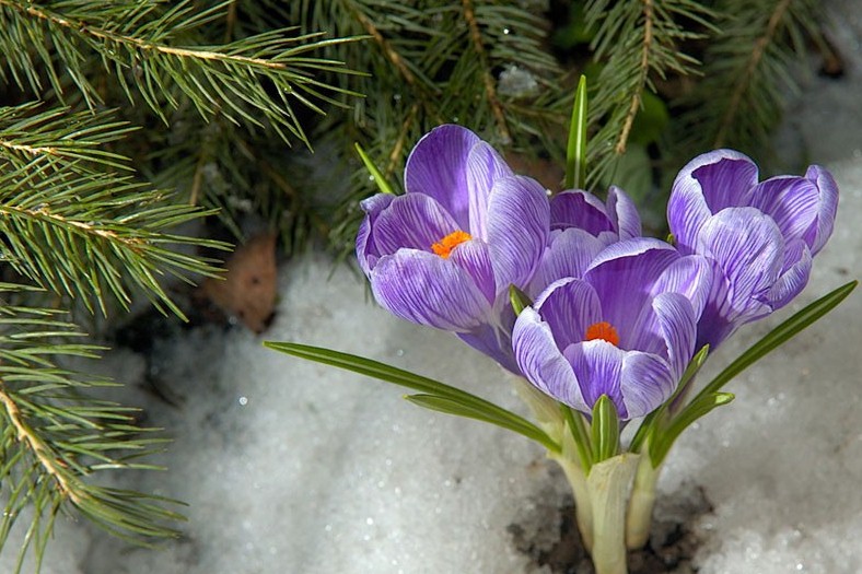 Мешканців Львівщини закликають не зривати та не купувати первоцвіти