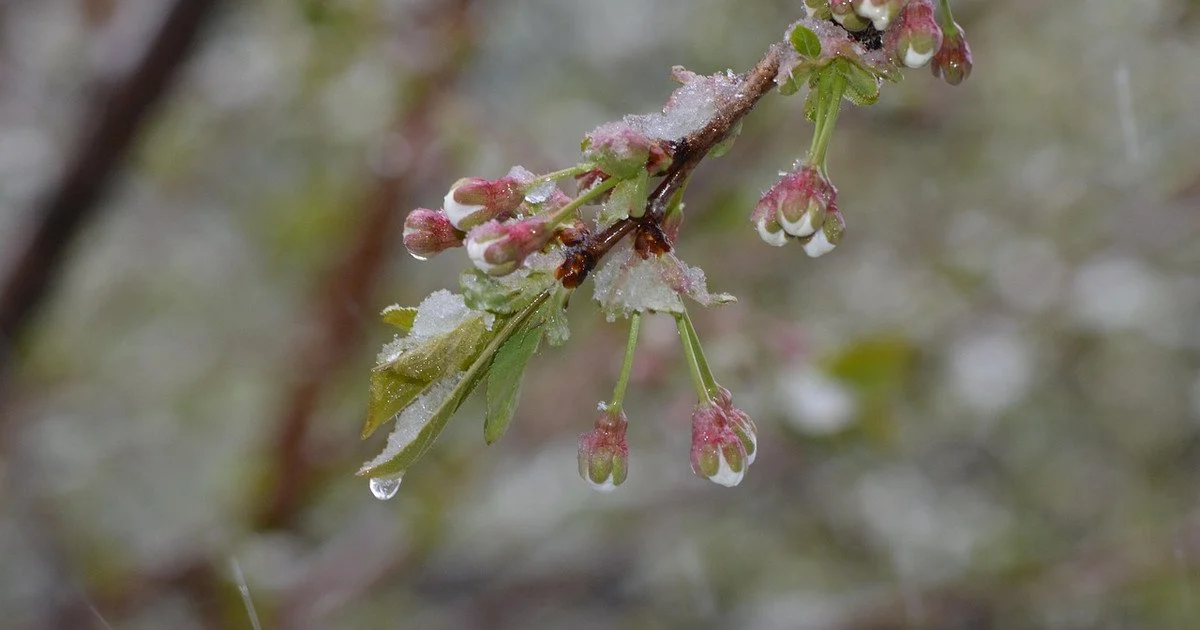 У Львові на Великдень зафіксували температурний рекорд: вночі було -4,8°С