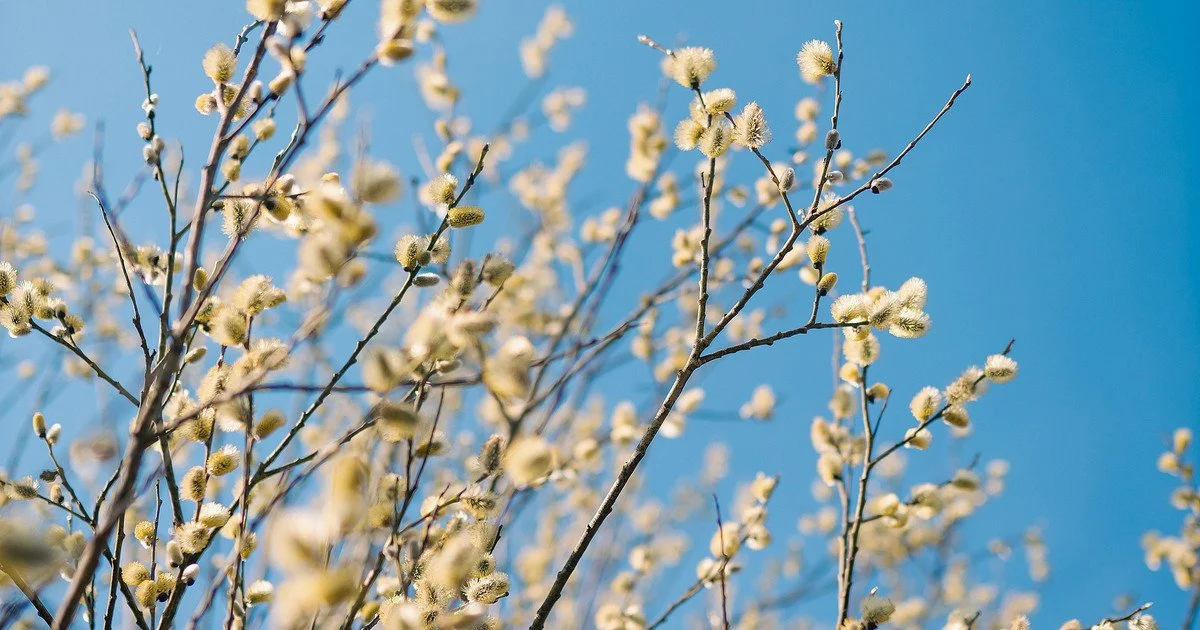Синоптики розповіли, якої погоди чекати на Вербну неділю на Львівщині