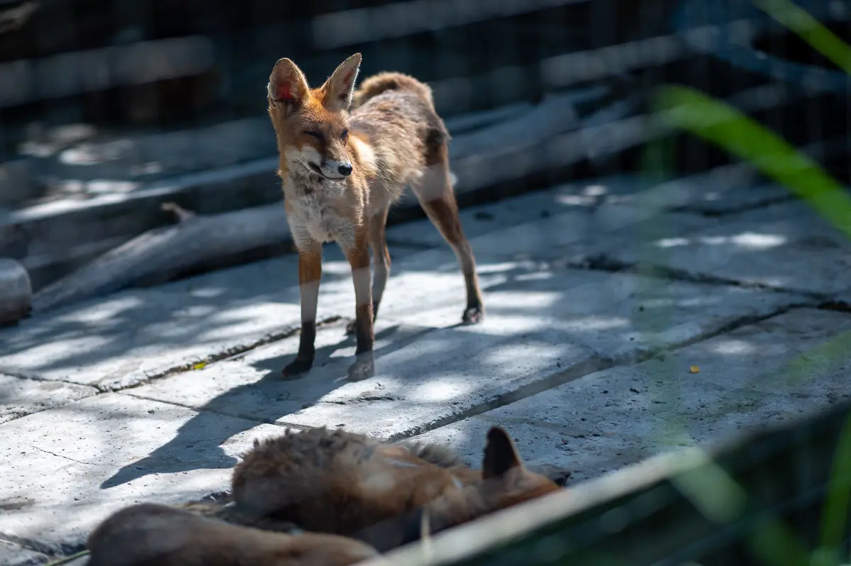 Львів’ян просять долучитися до збору речей для ярмарку на підтримку тварин
