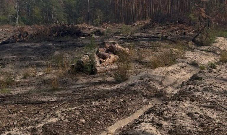 103 млн грн збитків і десятки тисяч зрубаних дерев: на Львівщині викрили чергову схему знищення лісу