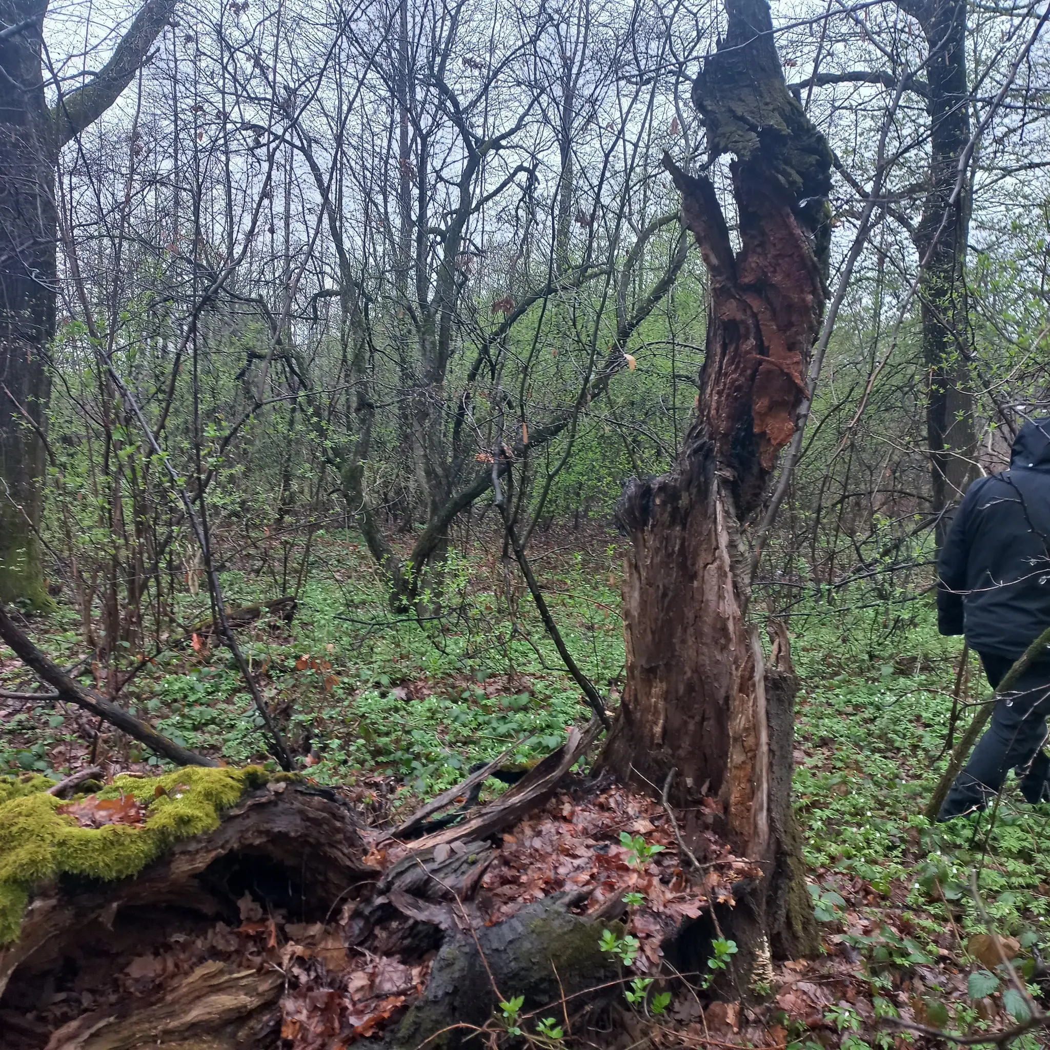 Фахівці дослідили територію можливого захоронення воїнів УПА на Дрогобиччині