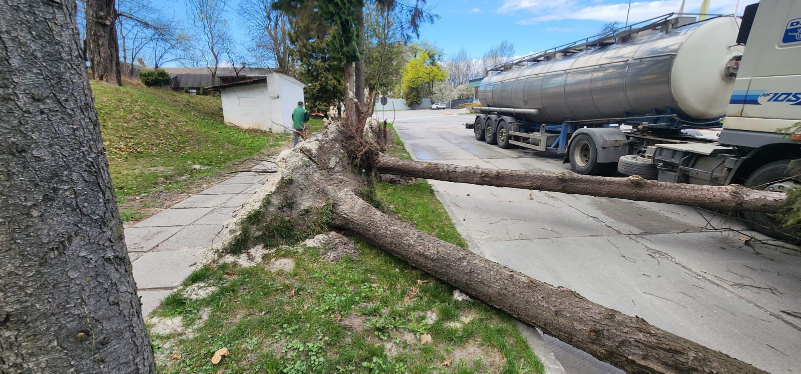 За останні два дні у Львові від вітру вирвало з корінням понад 10 дерев