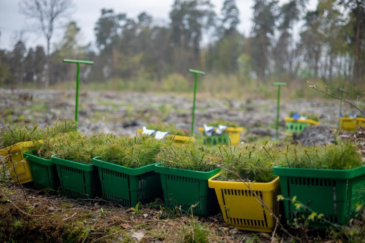 Майже 6 тисяч нових дерев: на Львівщині за день з’явився новий ліс