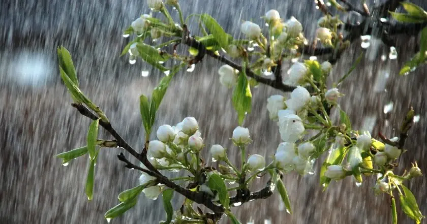 До 11° тепла та дощ: якою буде погода 20 квітня на Львівщині