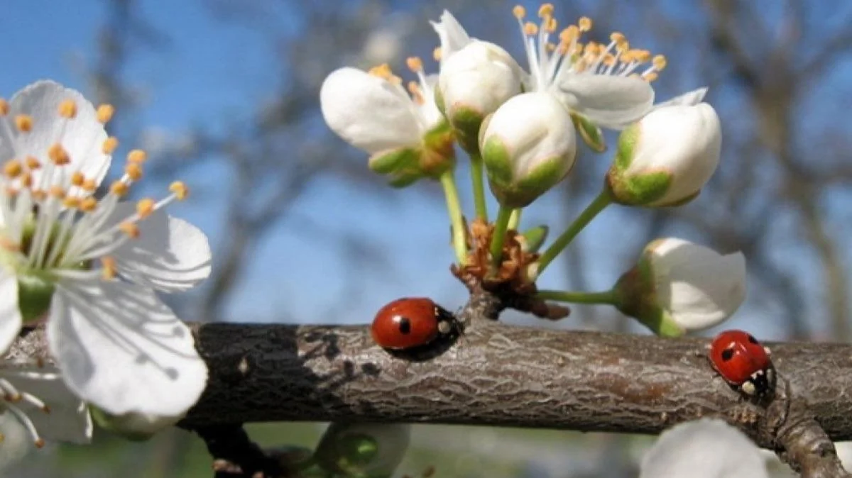 Теплий день без дощу прогнозують 4 квітня на Львівщині