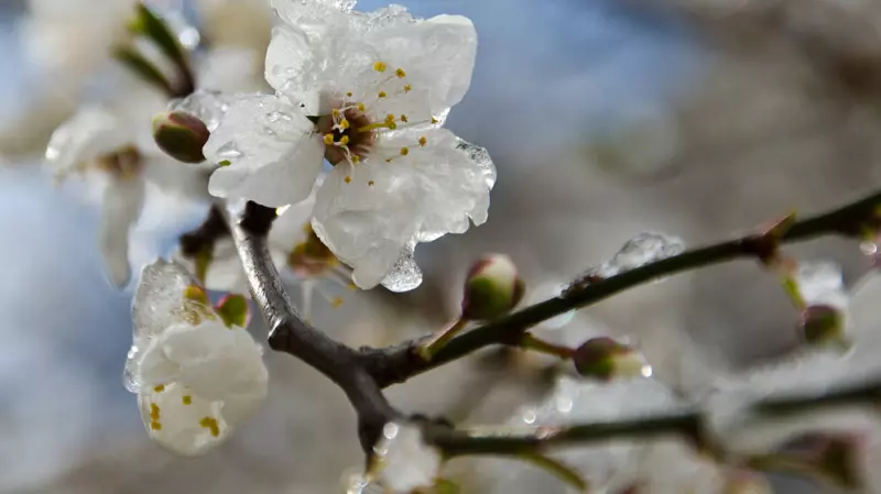 Заморозки до -5° та сніг: якою буде погода на Львівщині 11 квітня