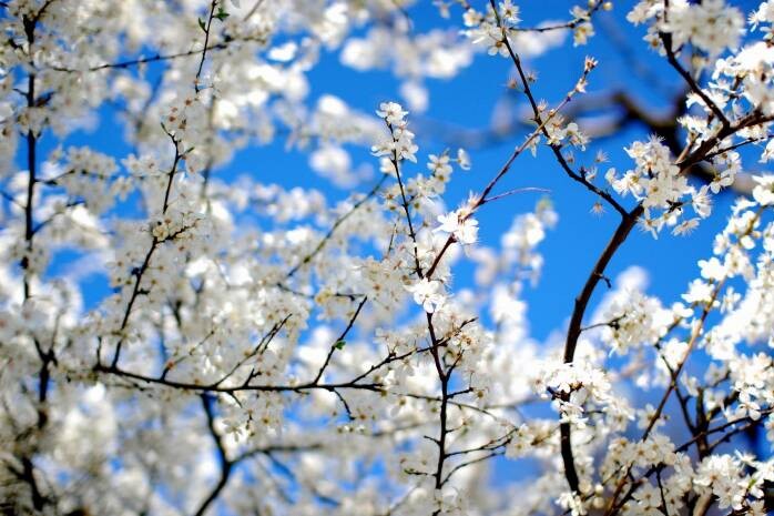 Теплий весняний день очікується на Львівщині 18 квітня