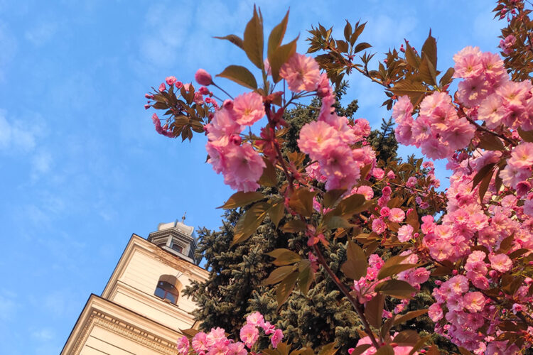 Весняний день без опадів: якою буде погода 19 квітня на Львівщині
