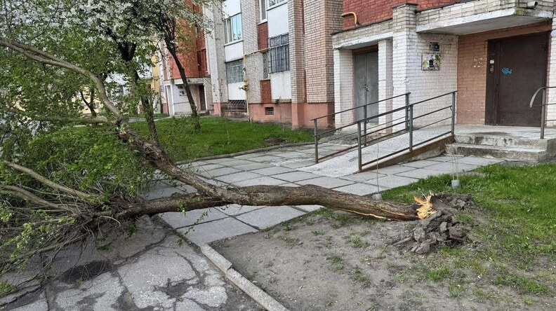 Через сильний вітер у Львові фіксують повалені дерева: куди звертатися?