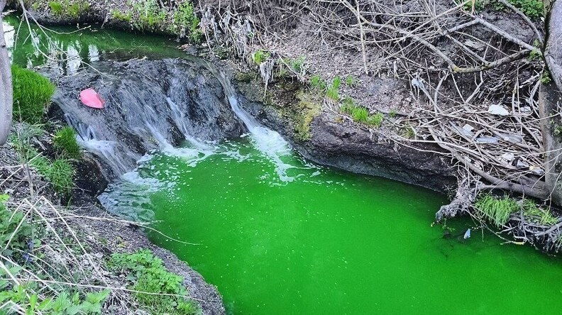Річка Зубра у Львові набула яскраво-зеленого кольору: у міськраді пояснили причину