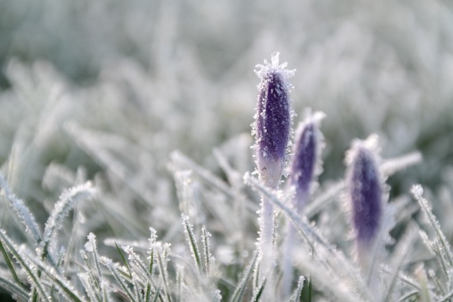 Заморозок вночі та слабкий туман: якою буде погода на Львівщині 22 квітня