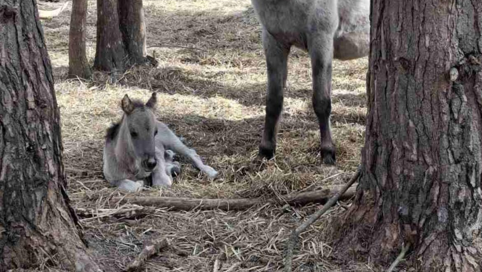 У Яворівському нацпарку на Великдень народилося лоша рідкісних коней-тарпанів
