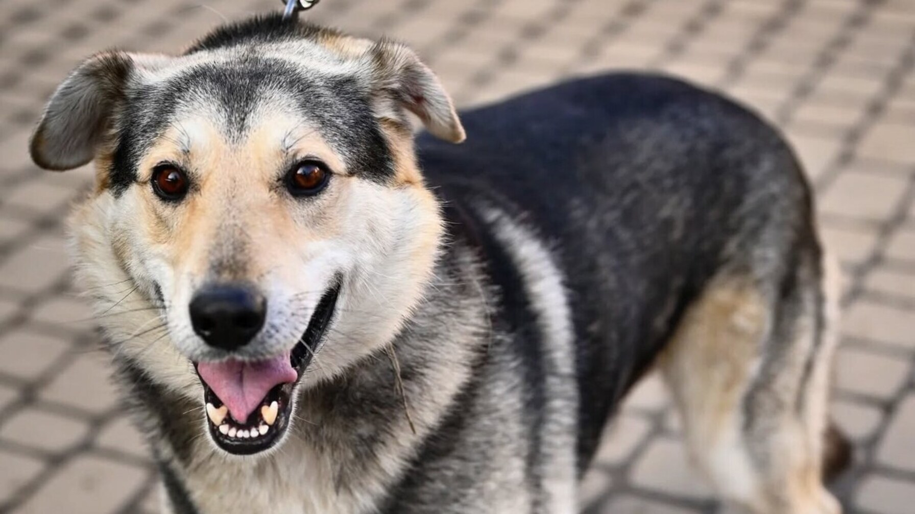 Реєстрація домашніх улюбленців у Львові: як це зробити та куди звертатися