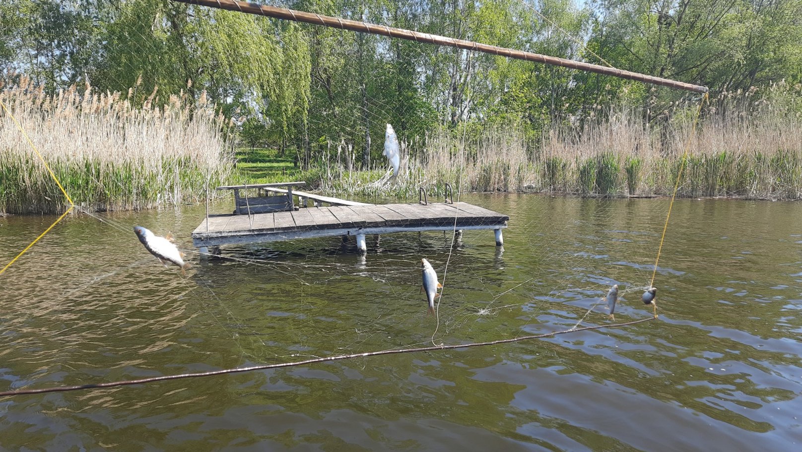 На водоймах Львівщини екоінспектори виявили 100 метрів незаконних сіток для вилову риби