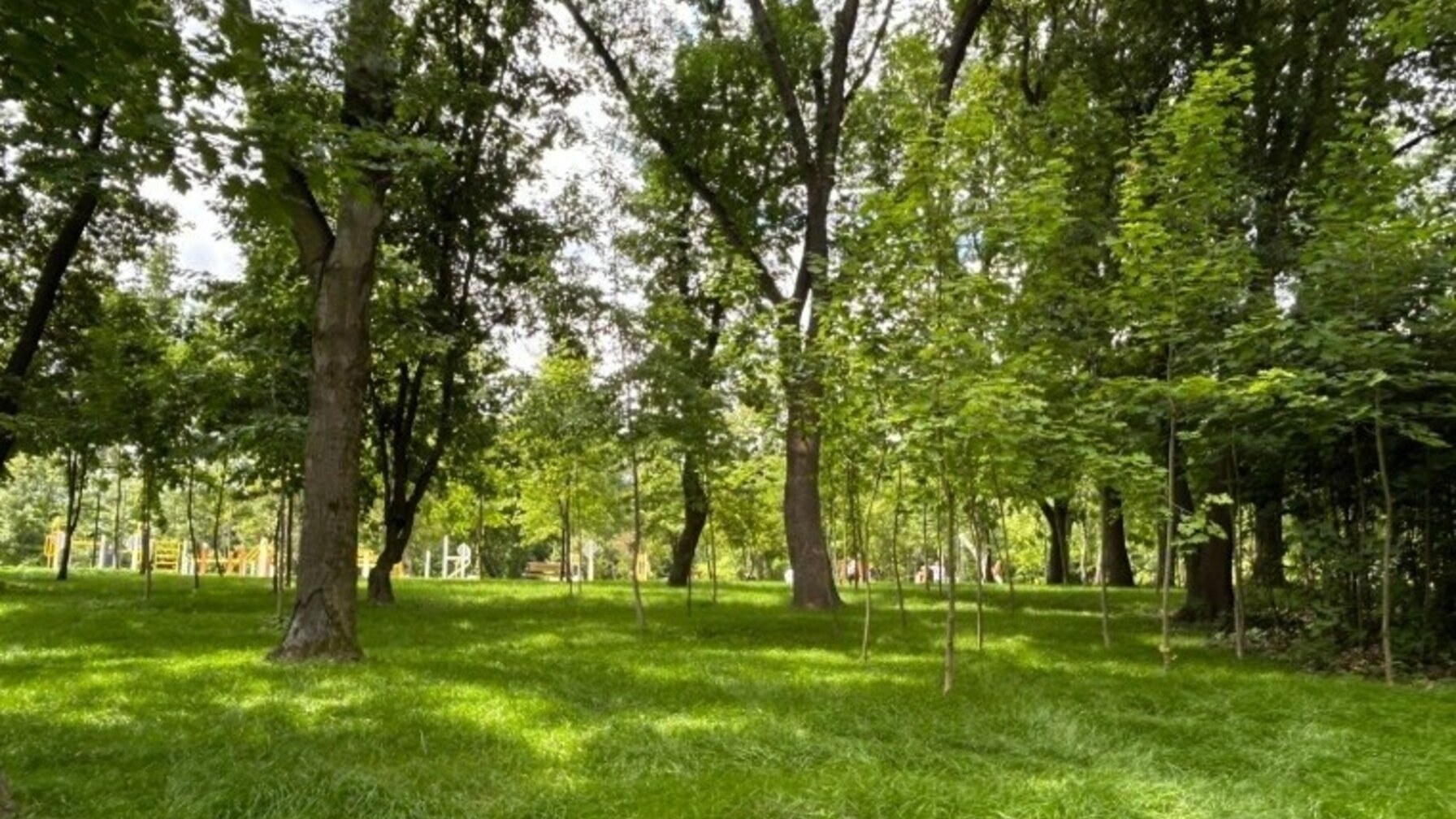 Виявили 14 аварійних дерев: у Львові розпочали оновлення скверу «Кульпарківський»