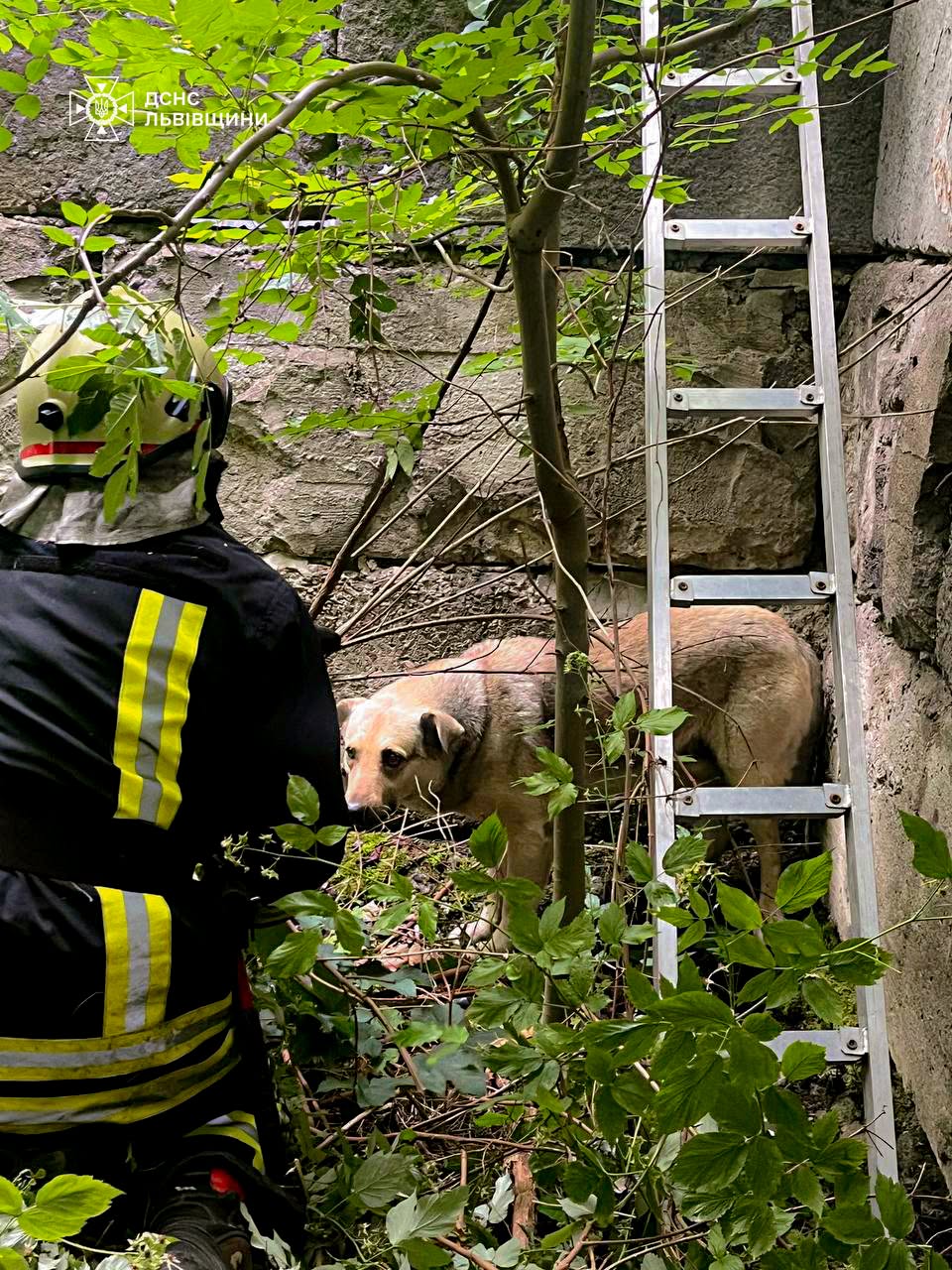 У Трускавці надзвичайники врятували собаку з котловану(ВІДЕО)