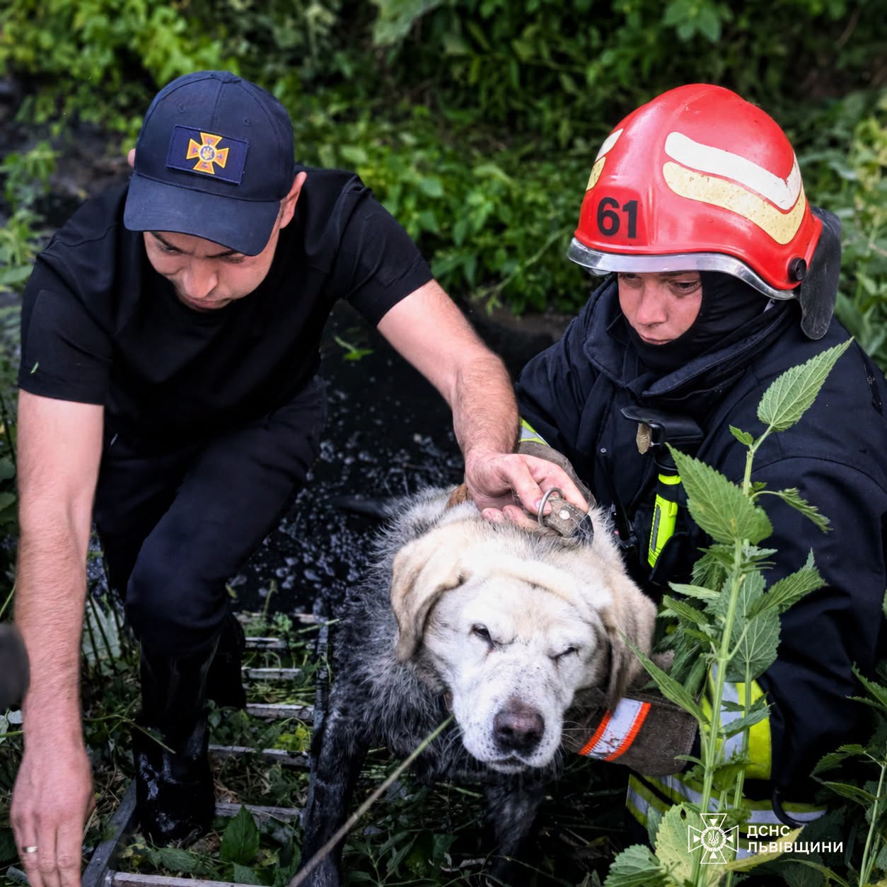 Упав у канаву з водою глибиною 3 метри: у Винниках врятували чотирилапого