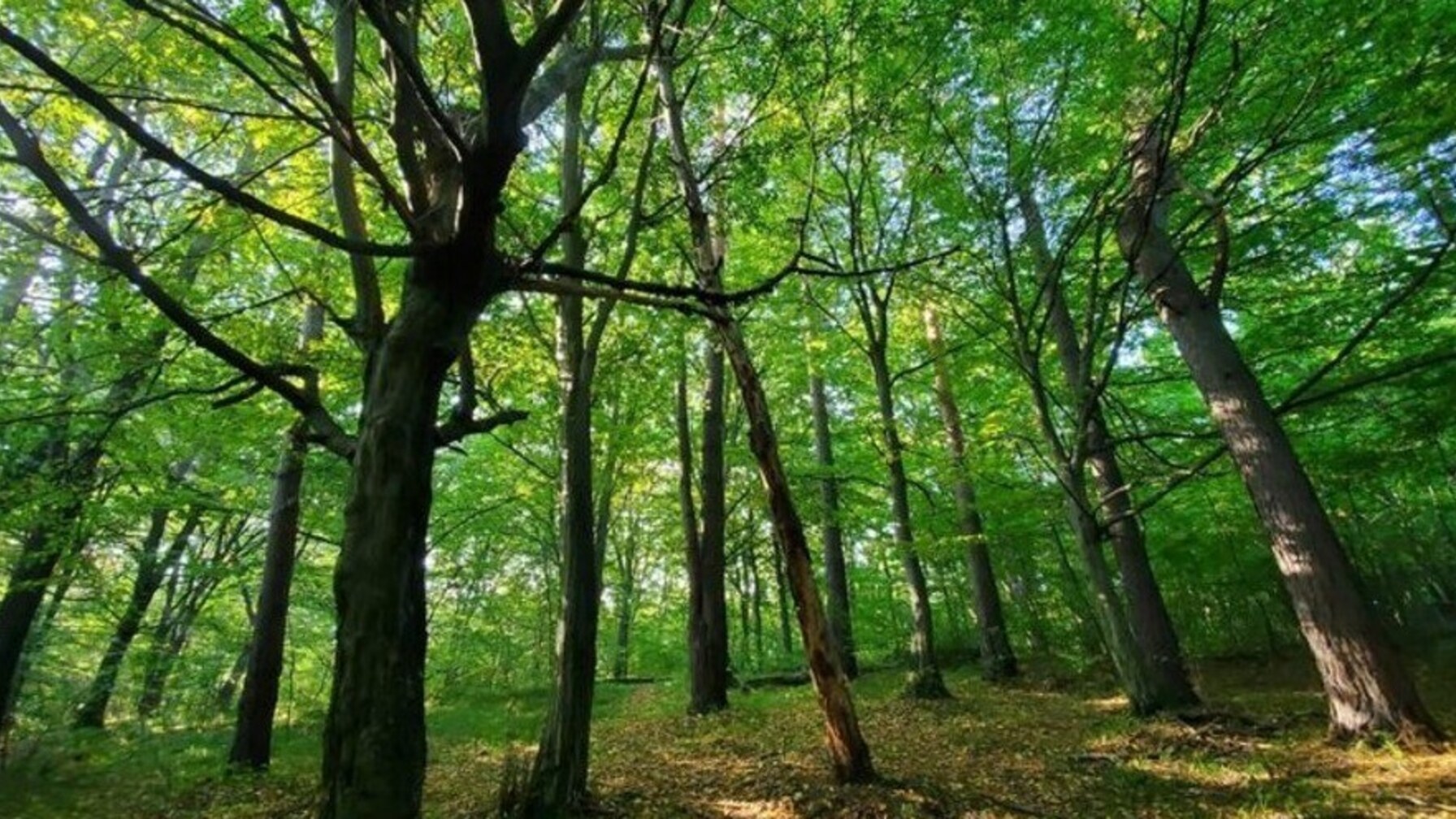 У Львівській громаді створили новий заказник, де є унікальна рослинність