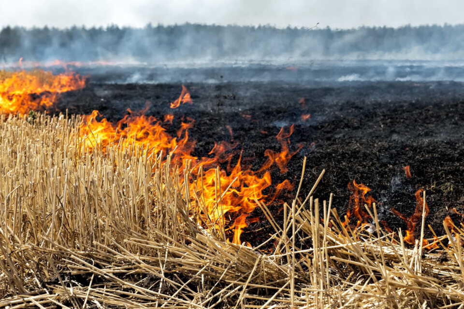 За добу на Львівщині вигоріло понад 6,5 гектара землі: сталося 10 пожеж в екосистемах